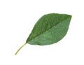 Green leaf of cherry tree isolated Royalty Free Stock Photo
