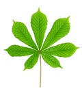 Green leaf chestnut Royalty Free Stock Photo