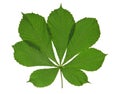 Green leaf chestnut Royalty Free Stock Photo
