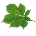 Green leaf of chestnut, isolated on white background Royalty Free Stock Photo