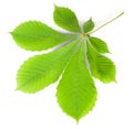 Green Leaf Chestnut Royalty Free Stock Photo