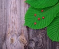 Green leaf of a chestnut and red ladybugs Royalty Free Stock Photo