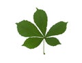 Green leaf chestnut