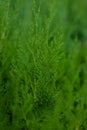 Green leaf of Chimese Arborvitae .