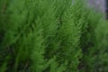 Green leaf of Chimese Arborvitae .