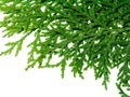 Green leaf of Chimese Arborvitae