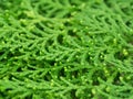 Green leaf of Chimese Arborvitae