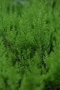 Green leaf of Chimese Arborvitae .