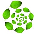 Green leaf circle
