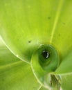 Green leaf circle sunligt