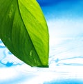 Green leaf and clear blue water Royalty Free Stock Photo