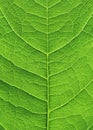 Green leaf close up Royalty Free Stock Photo