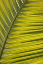 Green leaf close up Royalty Free Stock Photo