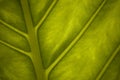 Green leaf close-up Royalty Free Stock Photo