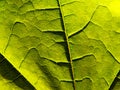 Green leaf close-up Royalty Free Stock Photo