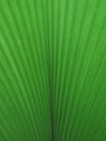 Green leaf close-up Royalty Free Stock Photo