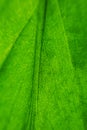 Green leaf close-up, abstract macro photo. Background image. Background image. Royalty Free Stock Photo