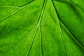 Green leaf close-up, abstract macro photo. Royalty Free Stock Photo