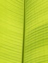 Green leaf close up background texture banana Royalty Free Stock Photo