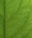 Green leaf close-up. Royalty Free Stock Photo