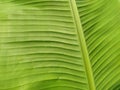 Green leaf close-up. Banana leaf. Striped or grooved green leaf. Defocused. Natural background Royalty Free Stock Photo