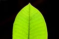 Green leaf close-up on black background Royalty Free Stock Photo