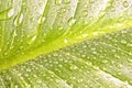 Green leaf close-up with dew drops Royalty Free Stock Photo