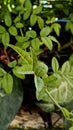 Green leaf close-up free photo