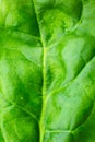 Green leaf close up. Fresh leaves texture background. Natural eco wallpaper. Vegetarian food. Vegetable and vitamins products. Royalty Free Stock Photo