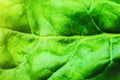 Green leaf close up. Fresh leaves texture background. Natural eco wallpaper. Vegetarian food. Vegetable and vitamins products. Royalty Free Stock Photo