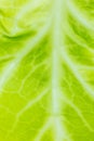 Green leaf close up. Fresh leaves texture background. Natural eco wallpaper. Vegetarian food. Vegetable and vitamins products. Royalty Free Stock Photo