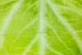 Green leaf close up. Fresh leaves texture background. Natural eco wallpaper. Vegetarian food. Vegetable and vitamins products. Royalty Free Stock Photo