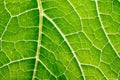 green leaf close up Royalty Free Stock Photo