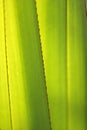 Green leaf close up - macro Royalty Free Stock Photo