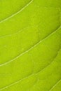 Green leaf close up macro Royalty Free Stock Photo