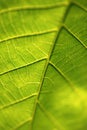Green leaf close up macro Royalty Free Stock Photo