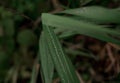 green leaves close-up macro texture abstract bokeh background water drops Royalty Free Stock Photo