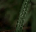 green leaf close-up macro bokeh background water drops Royalty Free Stock Photo