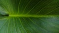 Texture of horizontal foliage with striking line in the middle. Royalty Free Stock Photo