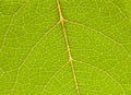 Green leaf close up Royalty Free Stock Photo