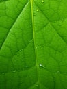 A green leaf close up texture with veins Royalty Free Stock Photo