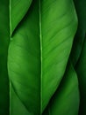 A green leaf close up texture with veins Royalty Free Stock Photo