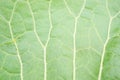 Green leaf Royalty Free Stock Photo