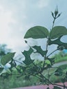 Green leaf in closer look nature Royalty Free Stock Photo