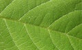 Green leaf closeup 4