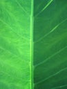 Green Leaf Closeup Royalty Free Stock Photo