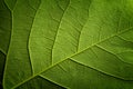 Green leaf closeup background Royalty Free Stock Photo