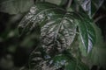 Green leaf closeup. Dark green background. Evergreen . Save ecology concept. Detailed foliage.