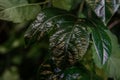 Green leaf closeup. Dark green background. Evergreen . Save ecology concept. Detailed foliage.