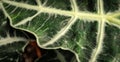 A green leaf closeup detailed